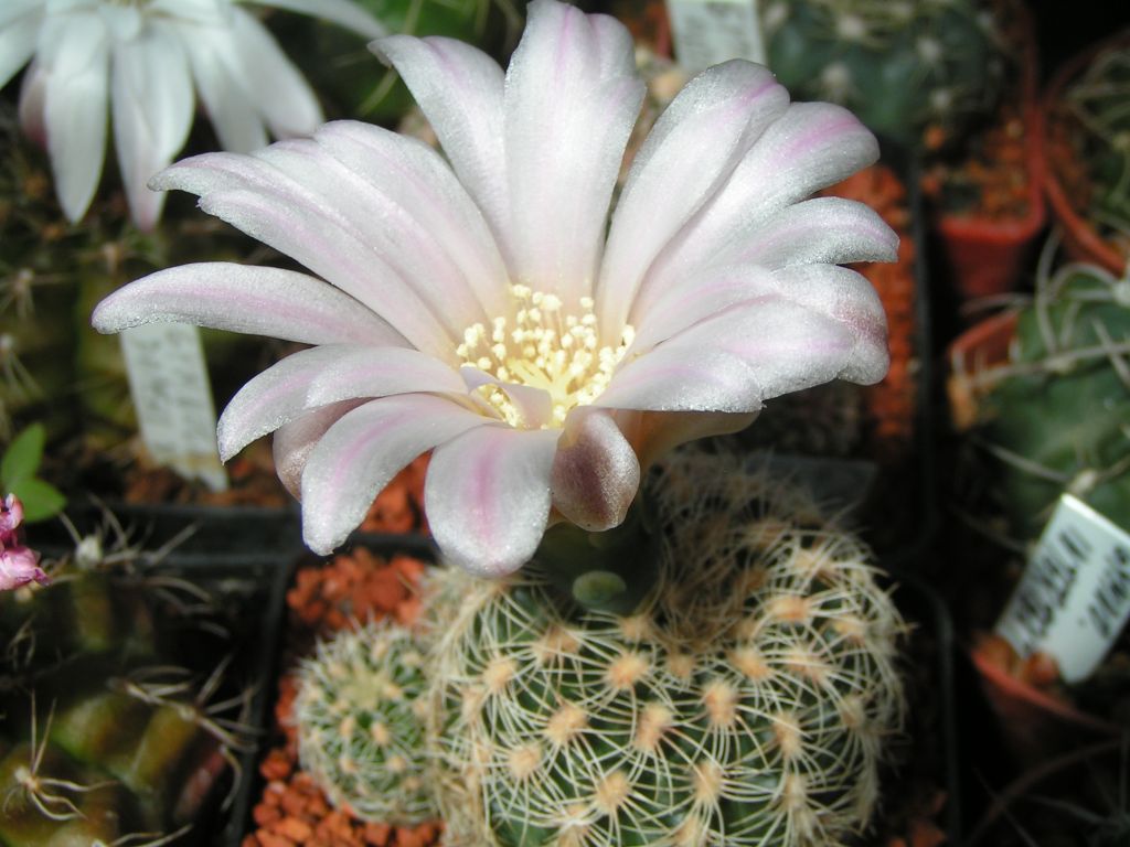 Gymnocalycium bruchii